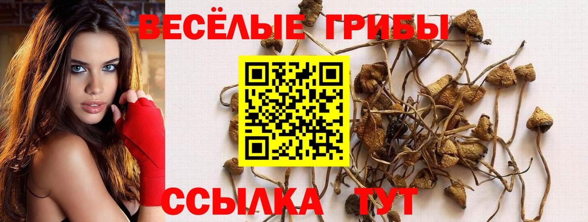 Мыски  Галлюциногенные грибы мицелий  Вход с VPN  Галлюциногенные грибы Psilocybine cubensis 